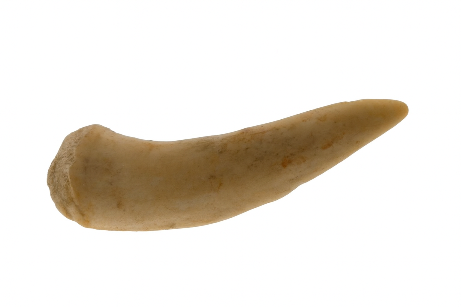 Salmon related Tooth